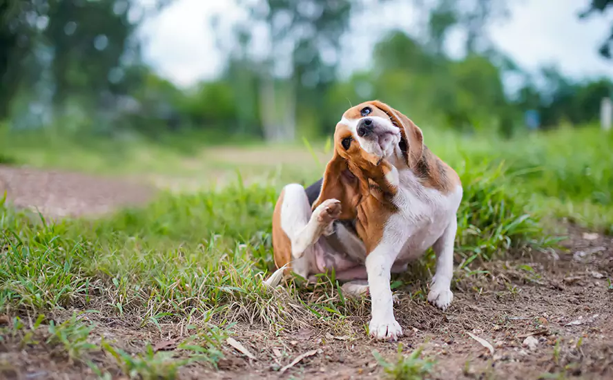 Our Proven Flea Infestation Treatment in Sachse
