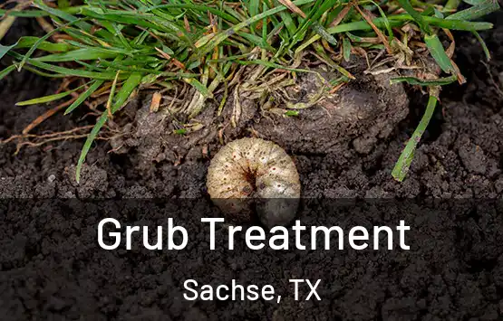  Grub Treatment Sachse, TX