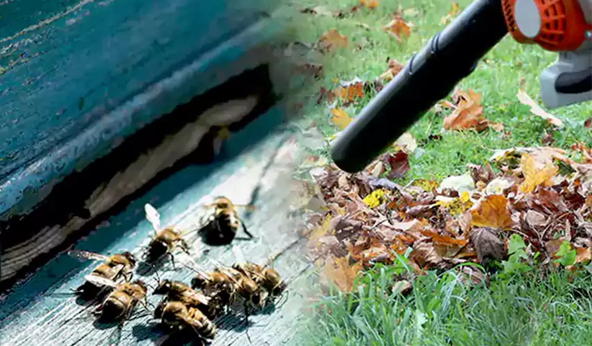 Wasps Pest Control Sachse, TX