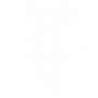 Earwigs Pest Control Sachse, TX