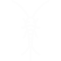 Silverfish Pest Control Sachse, Texas