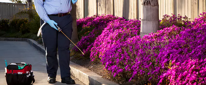 Pest Extermination for Bedrooms in Sachse, TX