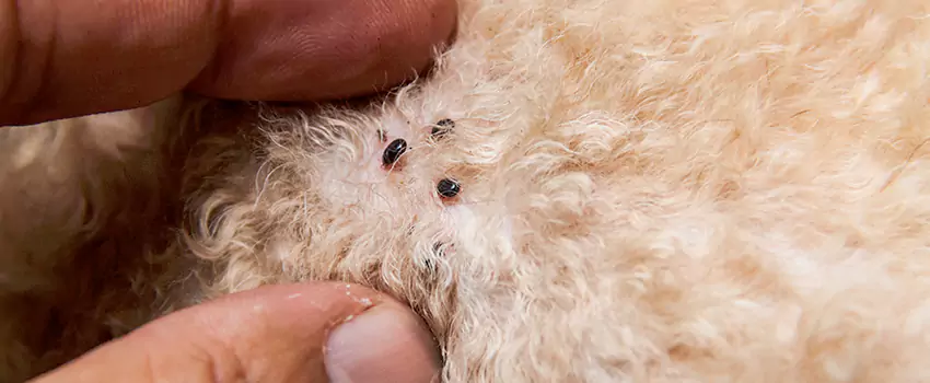 flea-control in Sachse, TX