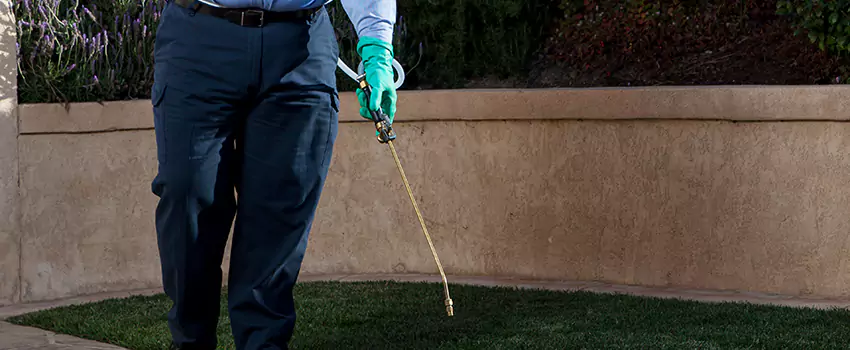 flea-treatment in Sachse, TX
