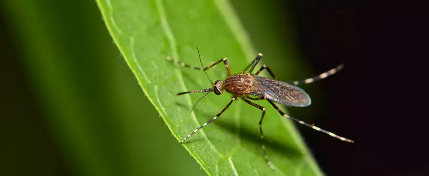mosquito-treatment in Sachse, TX