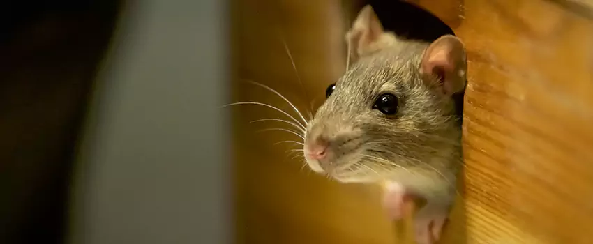 rodent-control in Sachse, TX