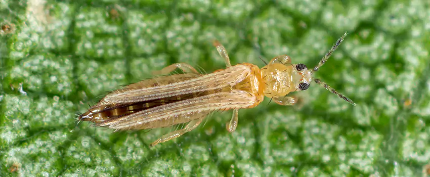 thrips-treatment in Sachse, TX