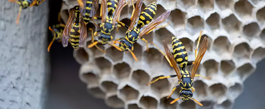 wasp-pest-control in Sachse, TX