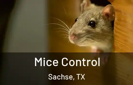  Mice Control Sachse, TX