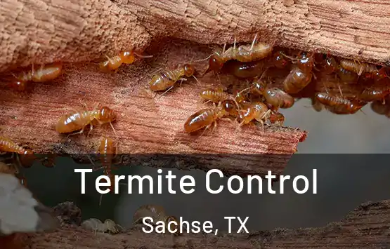  Termite Control Sachse, TX