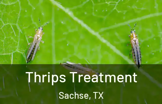  Thrips Treatment Sachse, TX