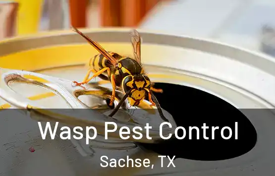  Wasp Pest Control Sachse, TX