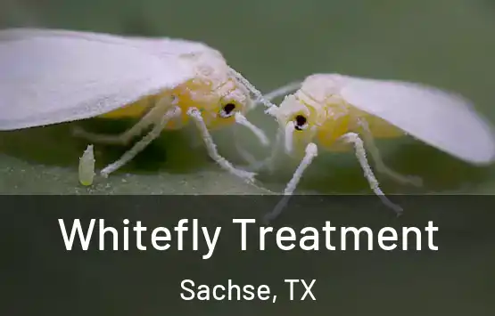  Whitefly Treatment Sachse, TX